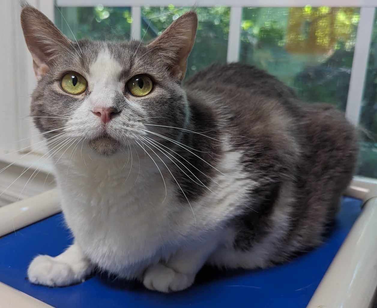 Enlarge Samuel Deemer, a Adoptable Domestic Short Hair in Concord, NC image 1/1