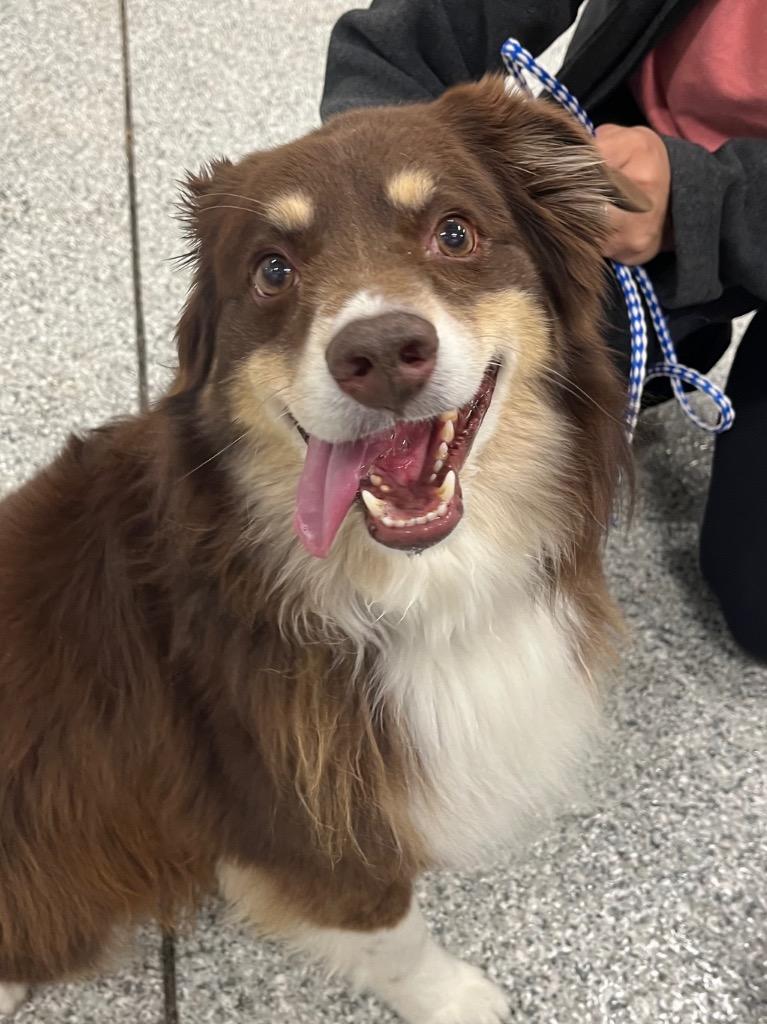 Oliver (ollie), Adopted, Adult Male Australian Shepherd.