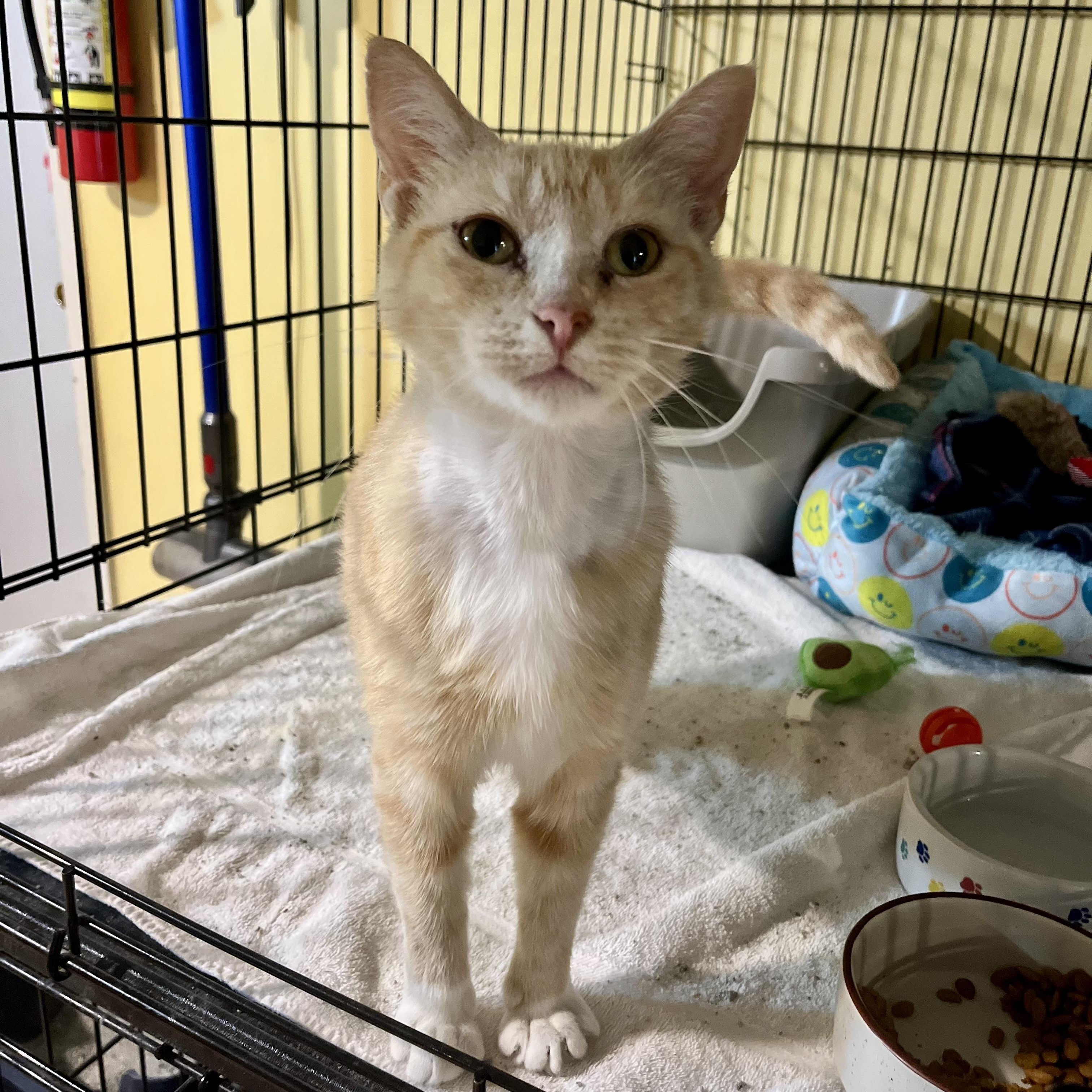 Sadie, Adult Female unknown