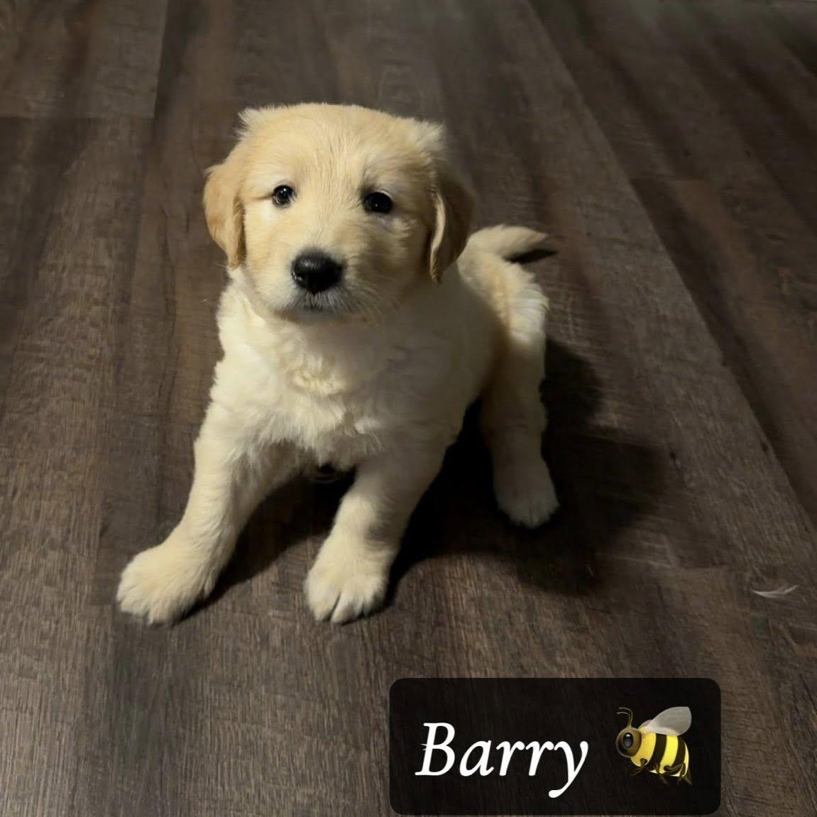 Barry, adopted, Puppy Male Goldendoodle & Husky.