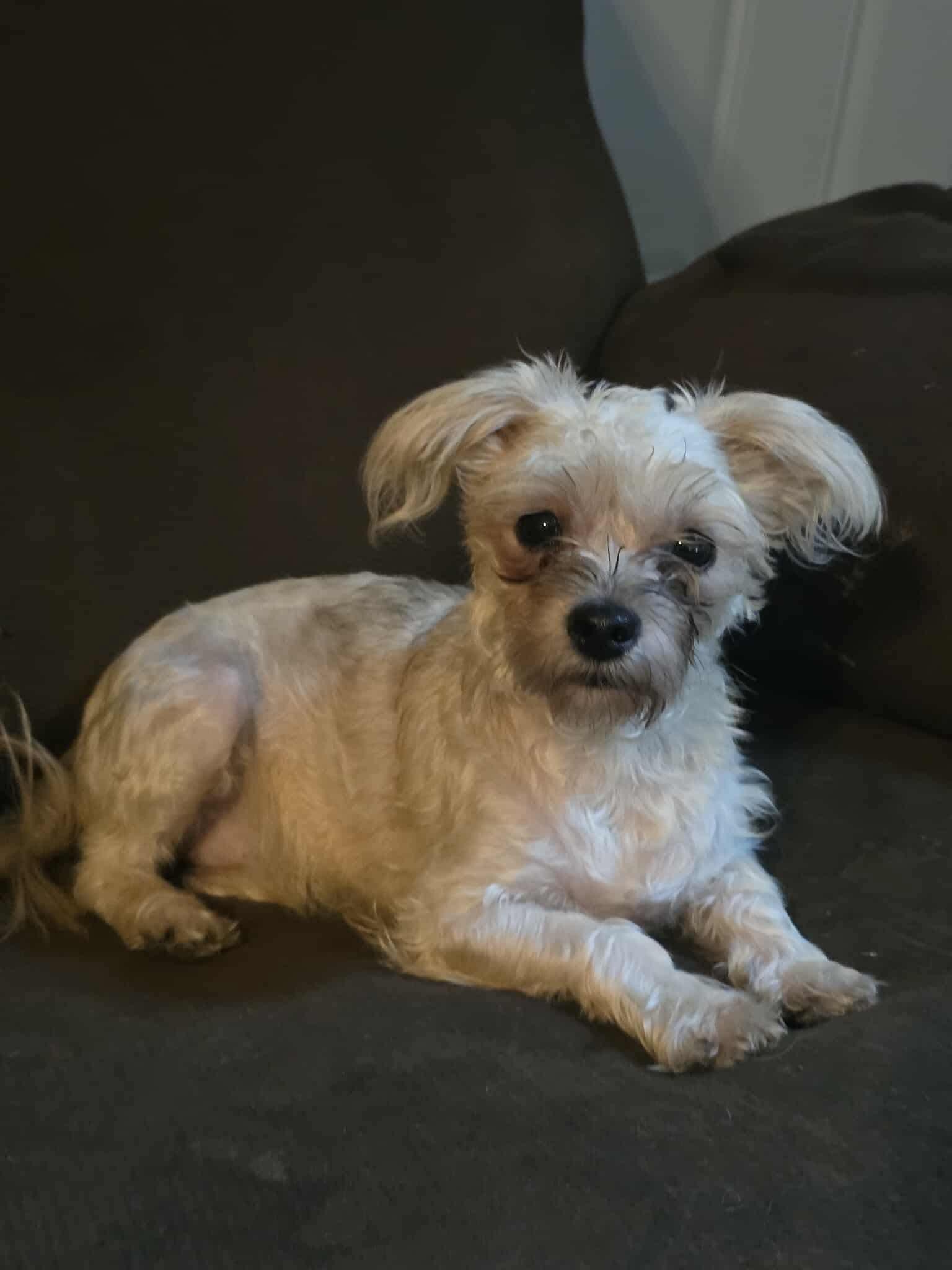 Dewey, Adoptable, Young Female Miniature Poodle.