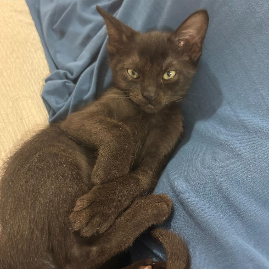 Dowoon From Day 6, Adoptable, Kitten Male Domestic Short Hair & Domestic Short Hair.