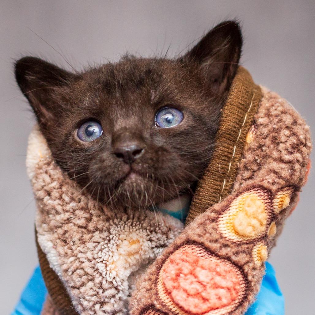Enlarge Dowoon From Day 6, a Adoptable mixed breed in Hattiesburg, MS image 4/6
