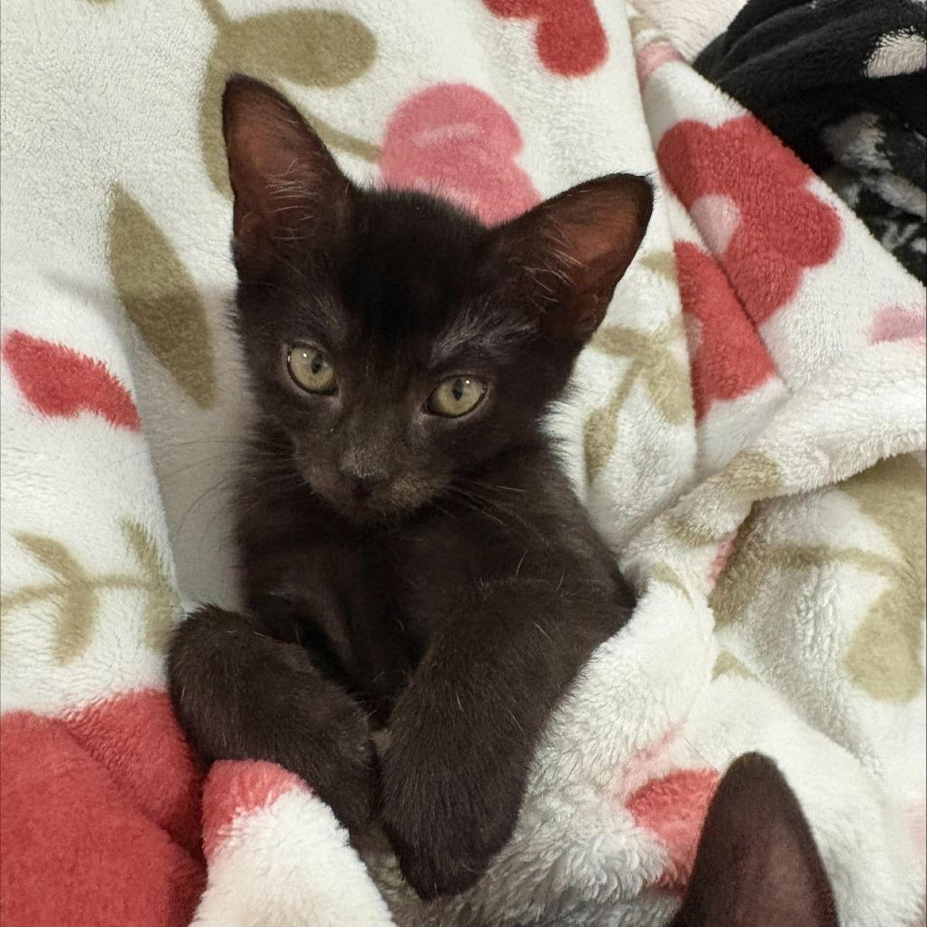 Enlarge Dowoon From Day 6, a Adoptable mixed breed in Hattiesburg, MS image 5/6