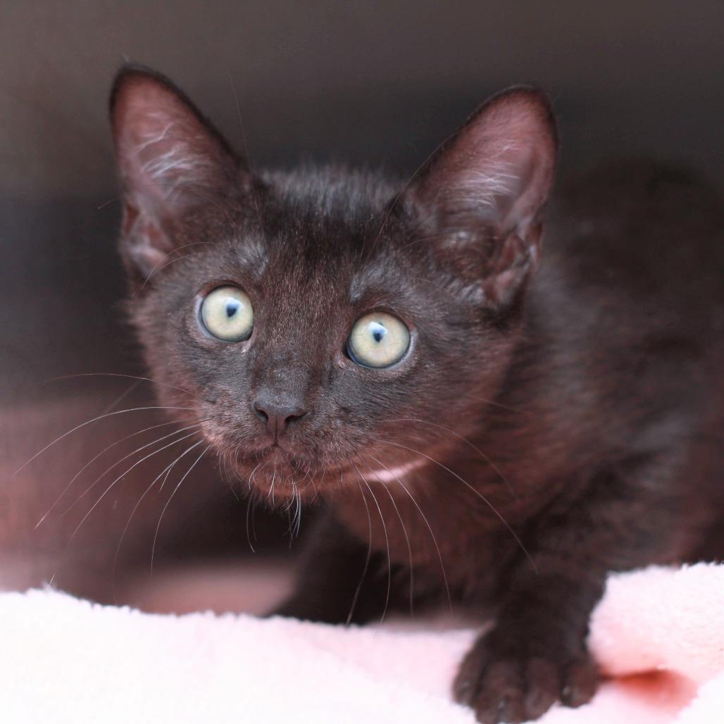 Enlarge Dowoon From Day 6, a Adoptable mixed breed in Hattiesburg, MS image 6/6