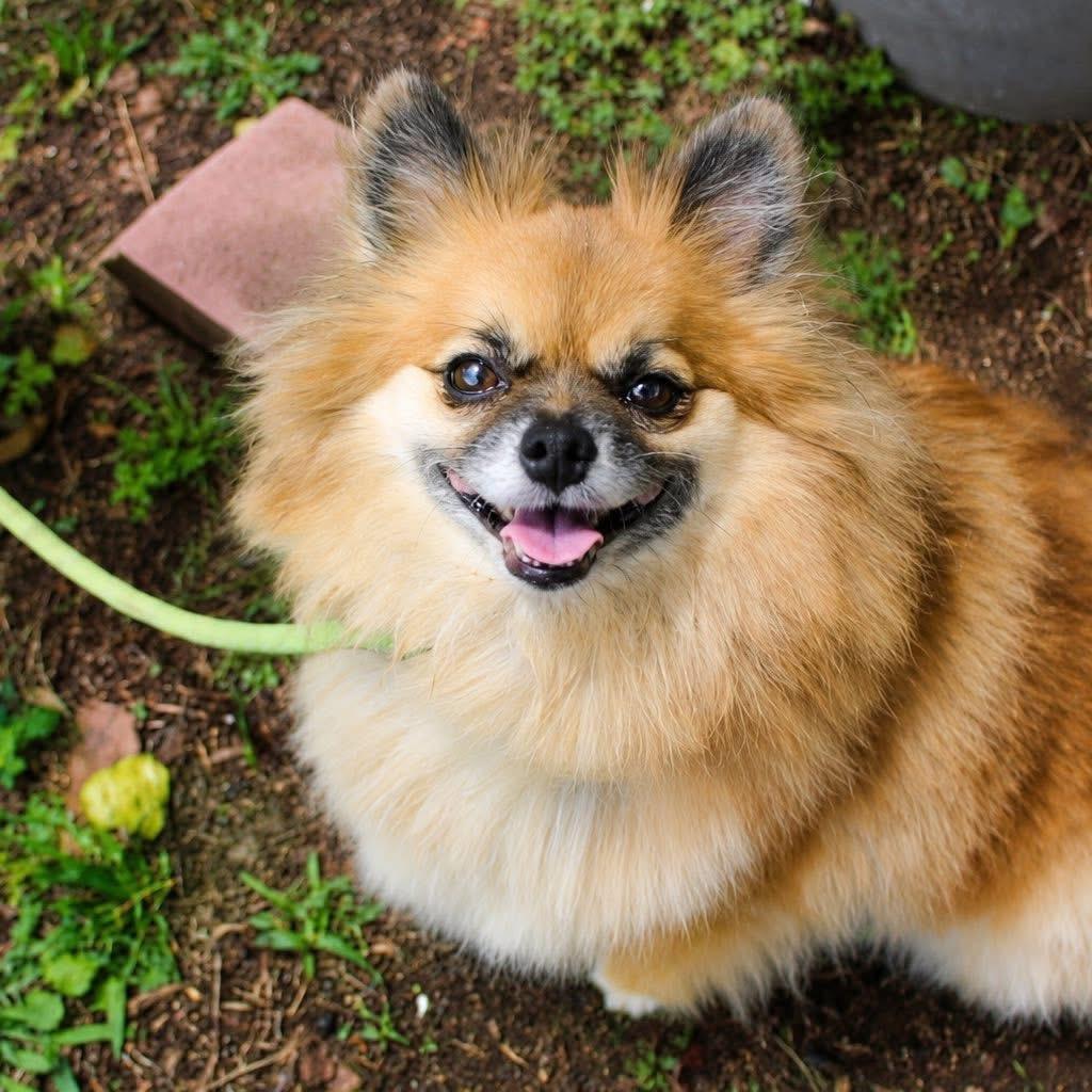 Bundle in NH. Come Meet our Adoptable Dogs Wednesday-Saturday. More info in Bio, adopted, Adult Female Pomeranian.