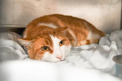 Karl — thumbnail 2