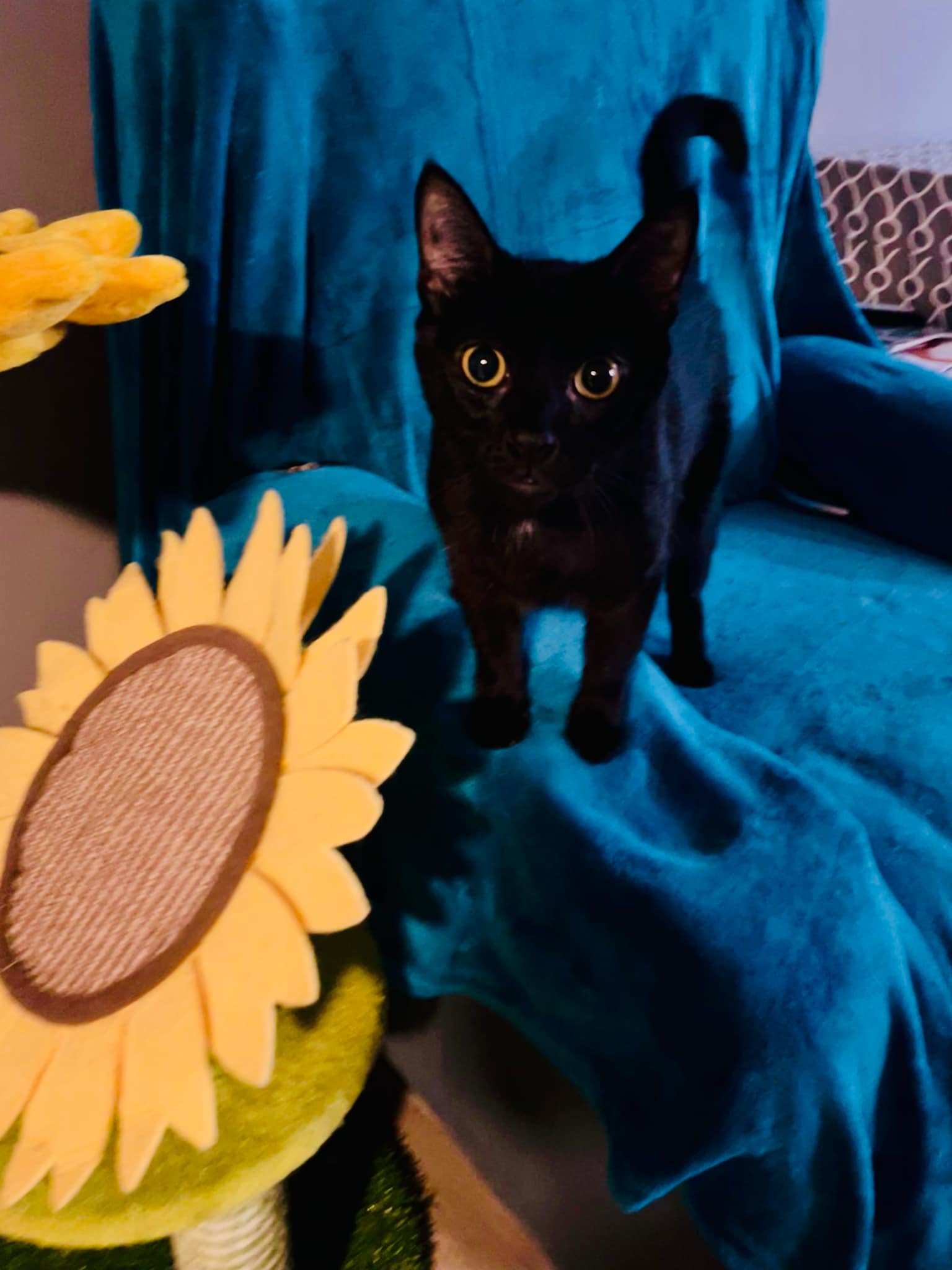 Cher, Adopted, Adult Female Domestic Short Hair.