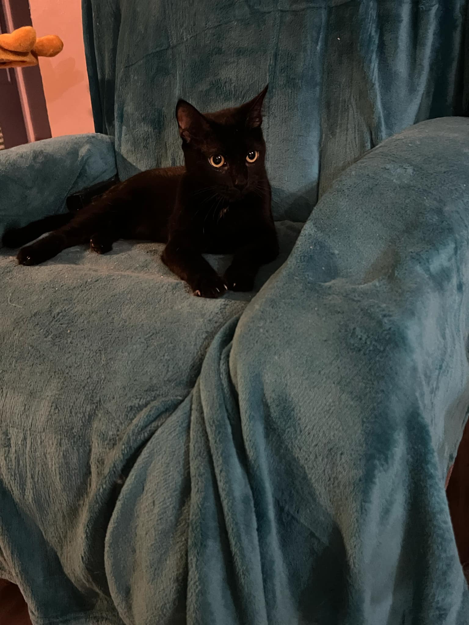 Enlarge Cher, a Adopted Domestic Short Hair in Pompano Beach, FL image 5/5