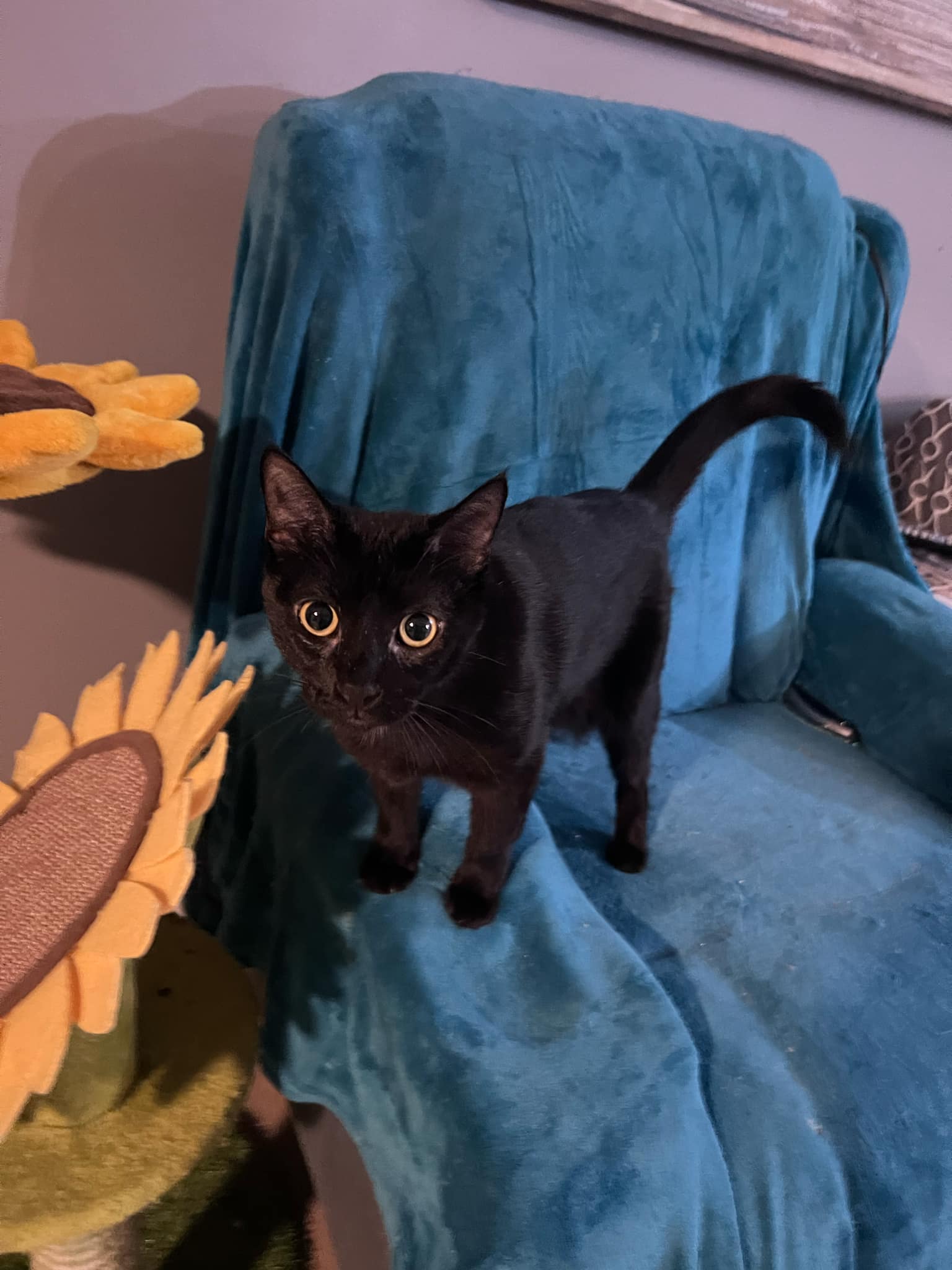 Enlarge Cher, a Adopted Domestic Short Hair in Pompano Beach, FL image 3/5