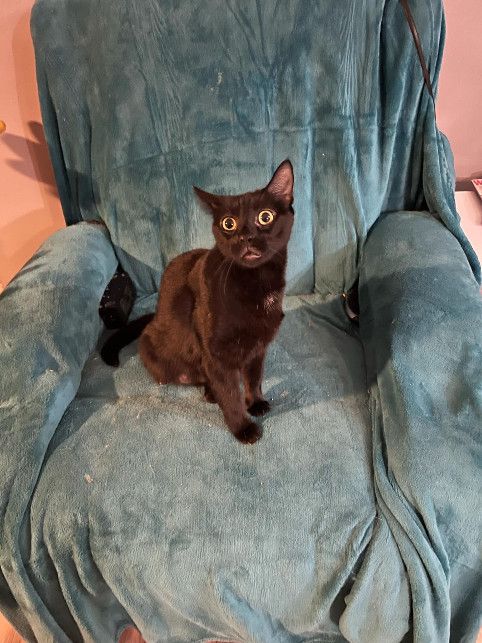 Enlarge Cher, a Adopted Domestic Short Hair in Pompano Beach, FL image 2/5