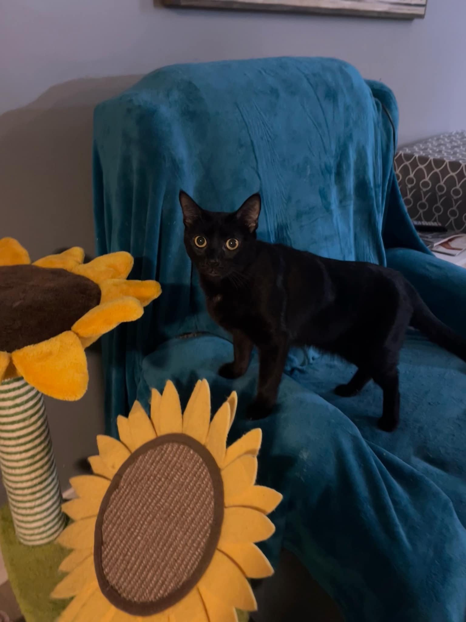 Enlarge Cher, a Adopted Domestic Short Hair in Pompano Beach, FL image 4/5