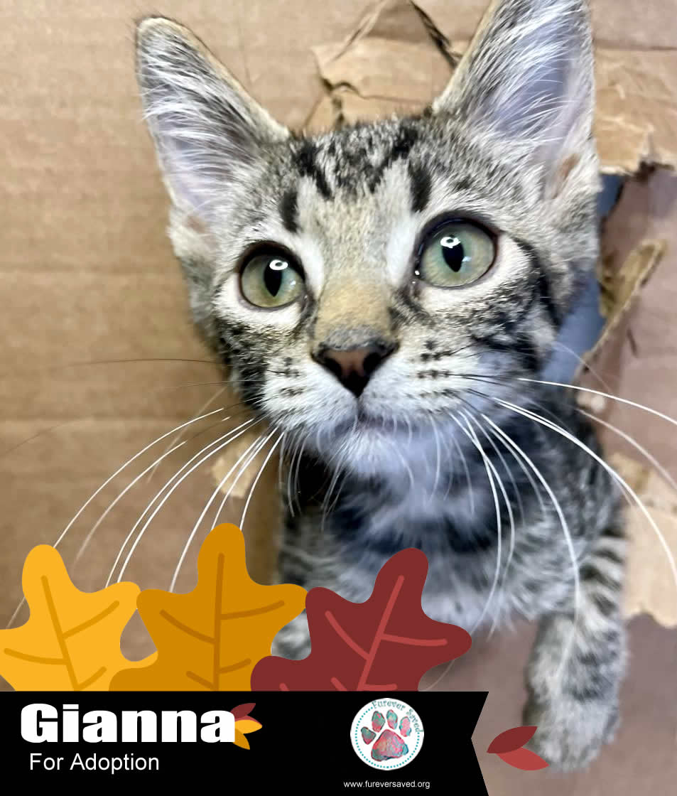 Cat for adoption Gianna / PreAdoption Profile, a Domestic Short Hair