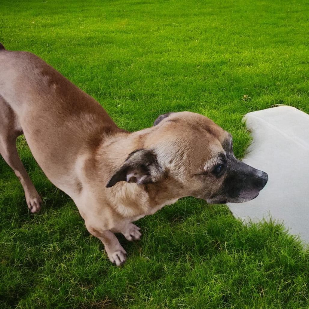 Goliath, Adoptable, Senior Male Chihuahua.