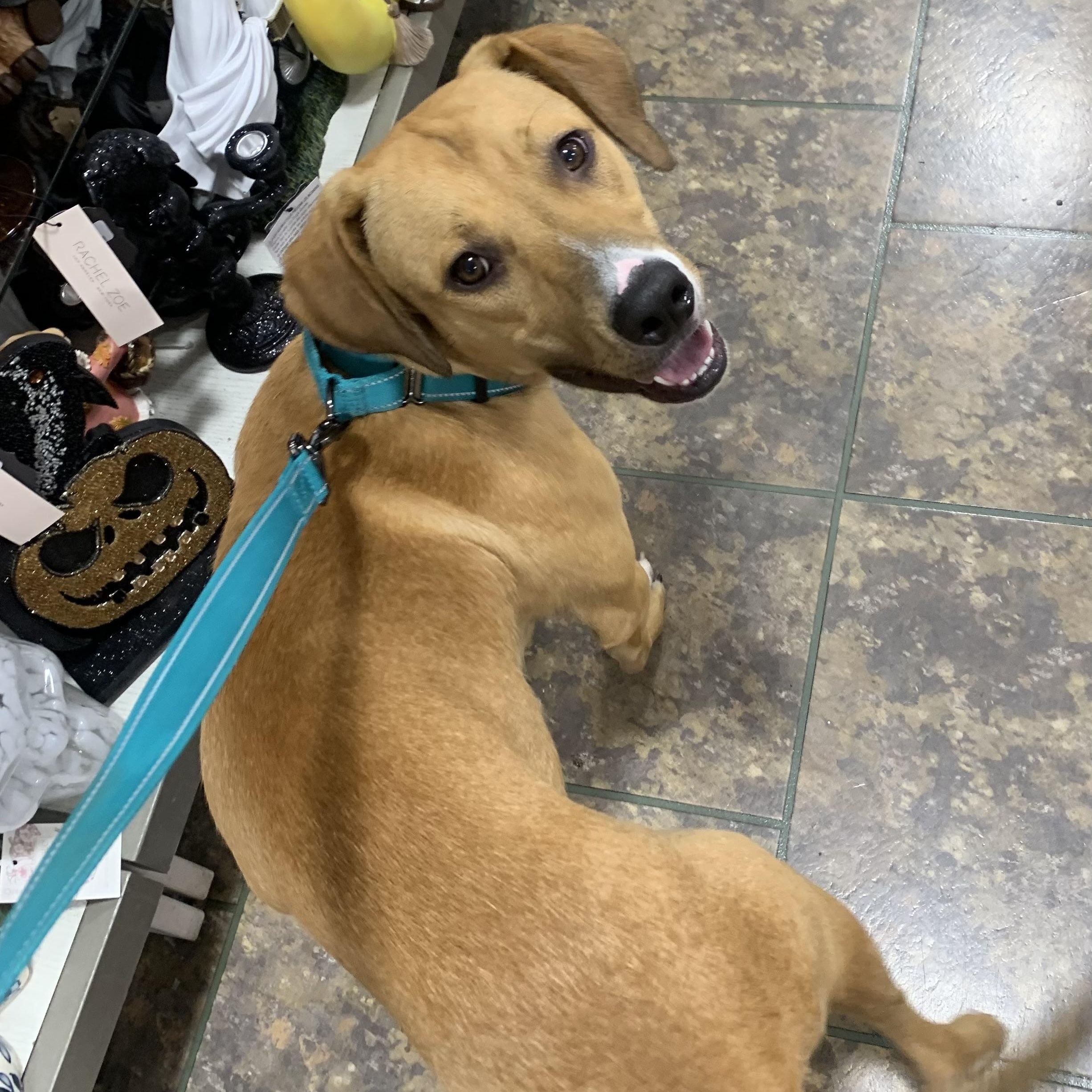 Enlarge Bo, a Adoptable mixed breed in South Plainfield, NJ image 5/6