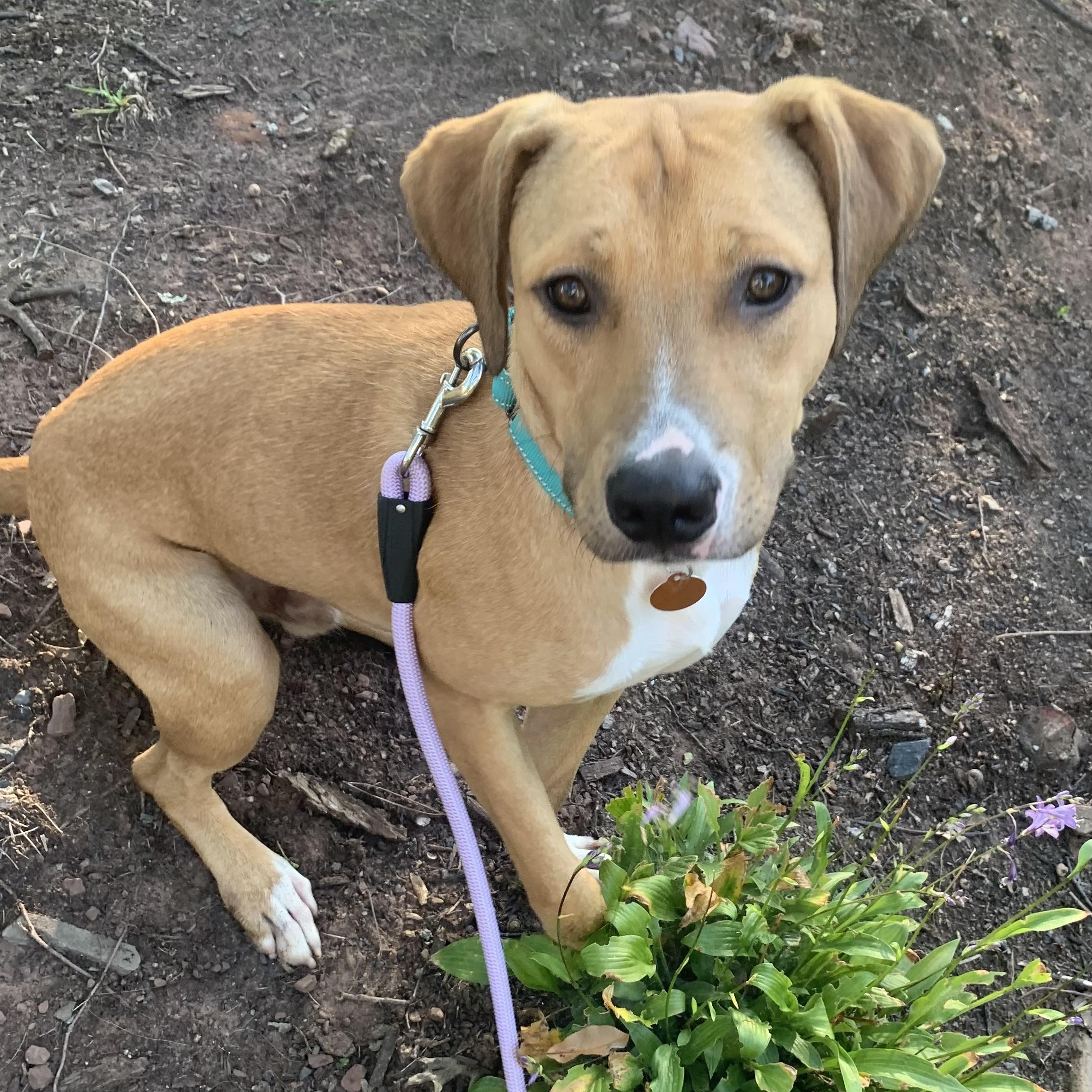 Enlarge Bo, a Adoptable mixed breed in South Plainfield, NJ image 1/6