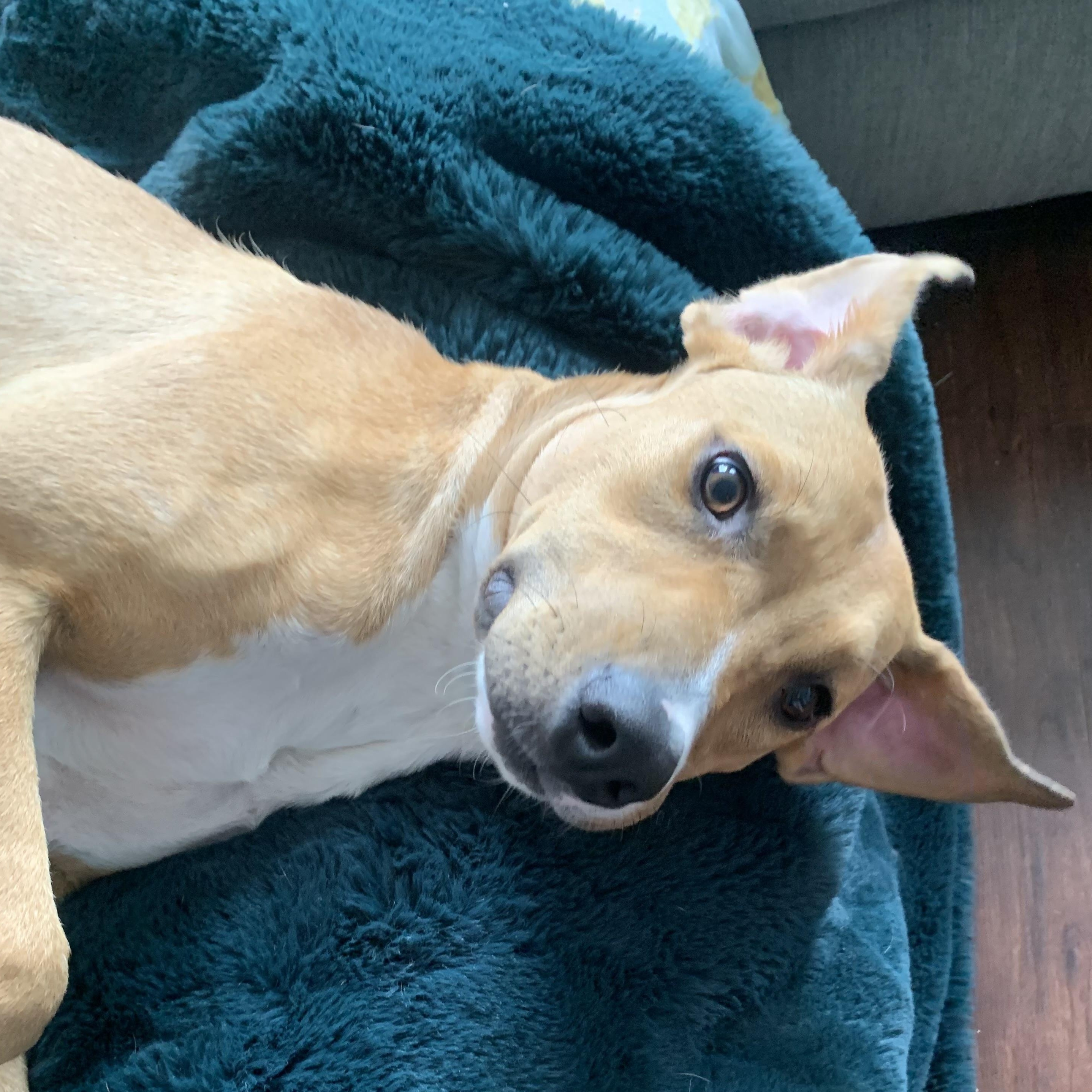 Enlarge Bo, a Adoptable mixed breed in South Plainfield, NJ image 6/6