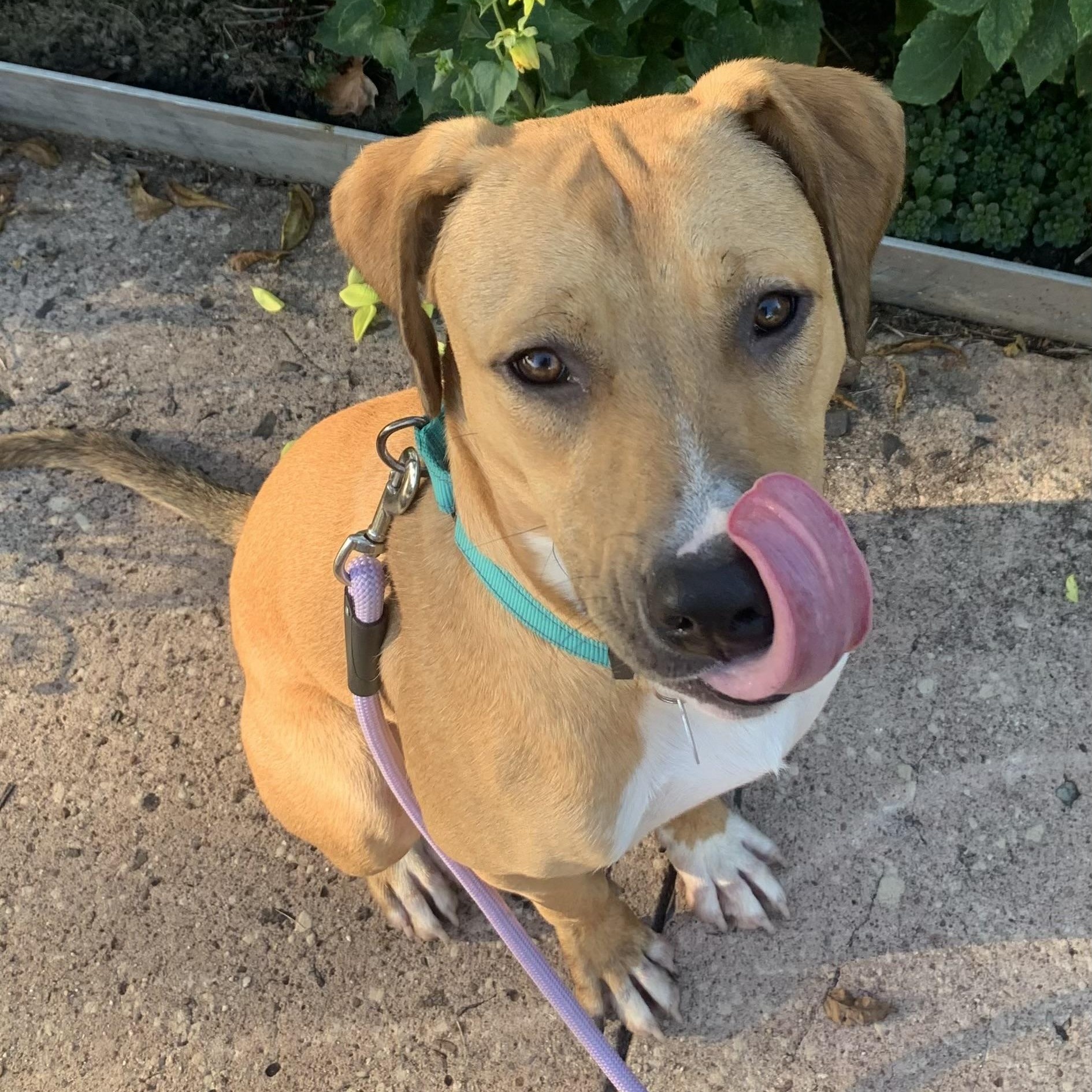 Enlarge Bo, a Adoptable mixed breed in South Plainfield, NJ image 4/6