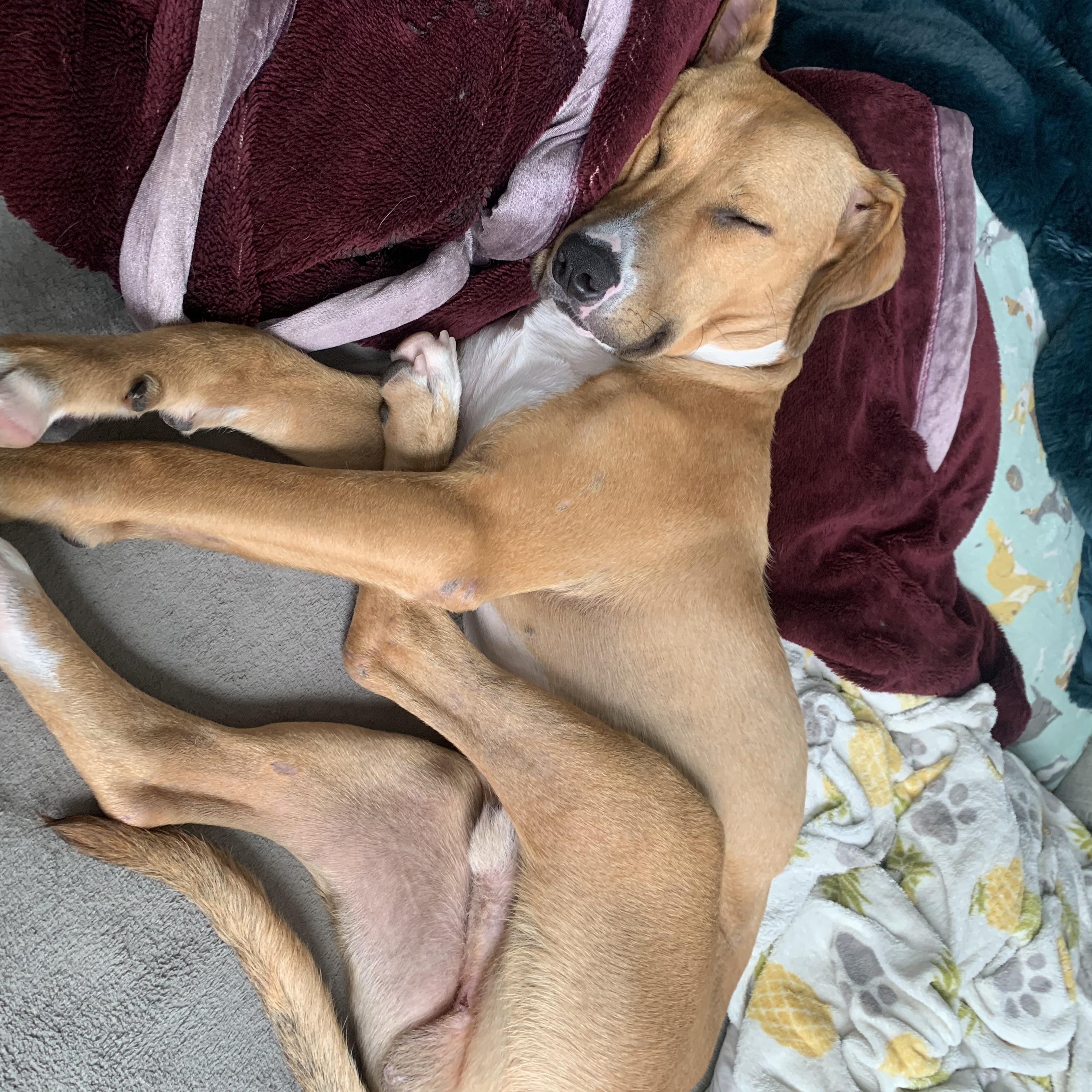 Enlarge Bo, a Adoptable mixed breed in South Plainfield, NJ image 2/6