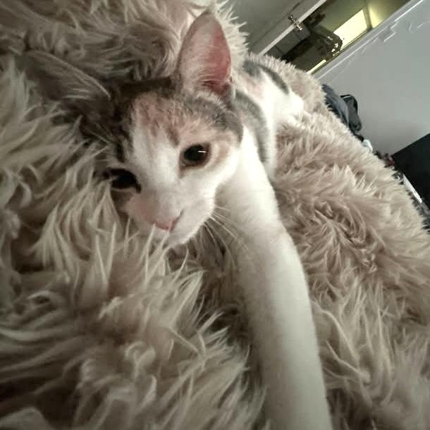 TOOLA, an adopted Dilute Calico in Delhi, ON image 4/5