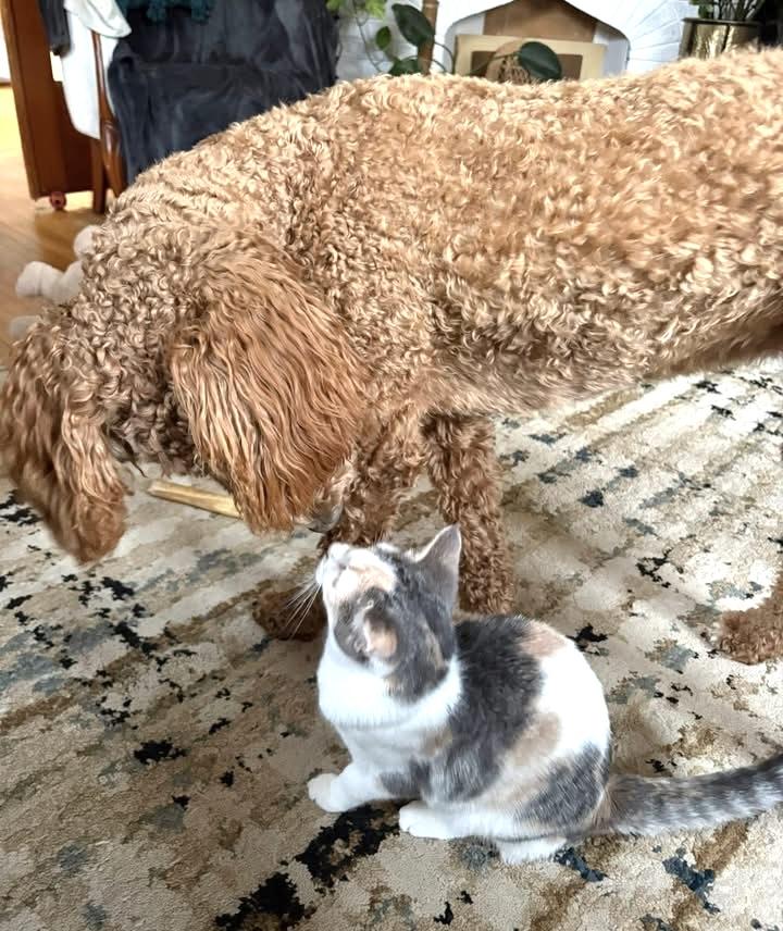 TOOLA, an adopted Dilute Calico in Delhi, ON image 2/5