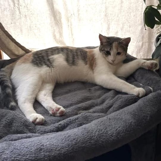 TOOLA, an adopted Dilute Calico in Delhi, ON image 3/5
