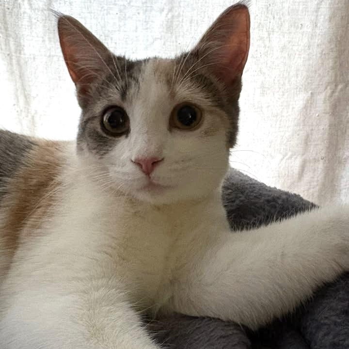 TOOLA, an adopted Dilute Calico in Delhi, ON image 1/5