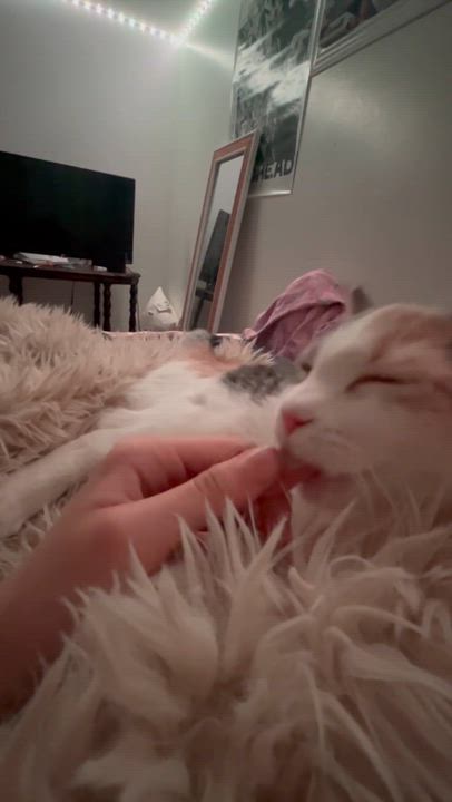 Enlarge TOOLA, an adopted Dilute Calico in Delhi, ON video 5/5