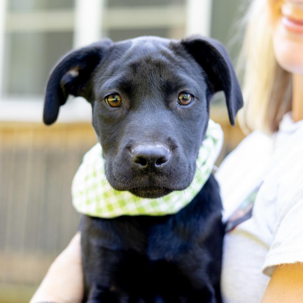 Tux  (Male)   Avail  9/20