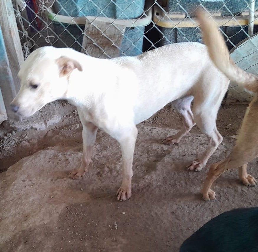 Beth, an adoptable Labrador Retriever in Mexicali, BCN, 21280 | Photo Image 4