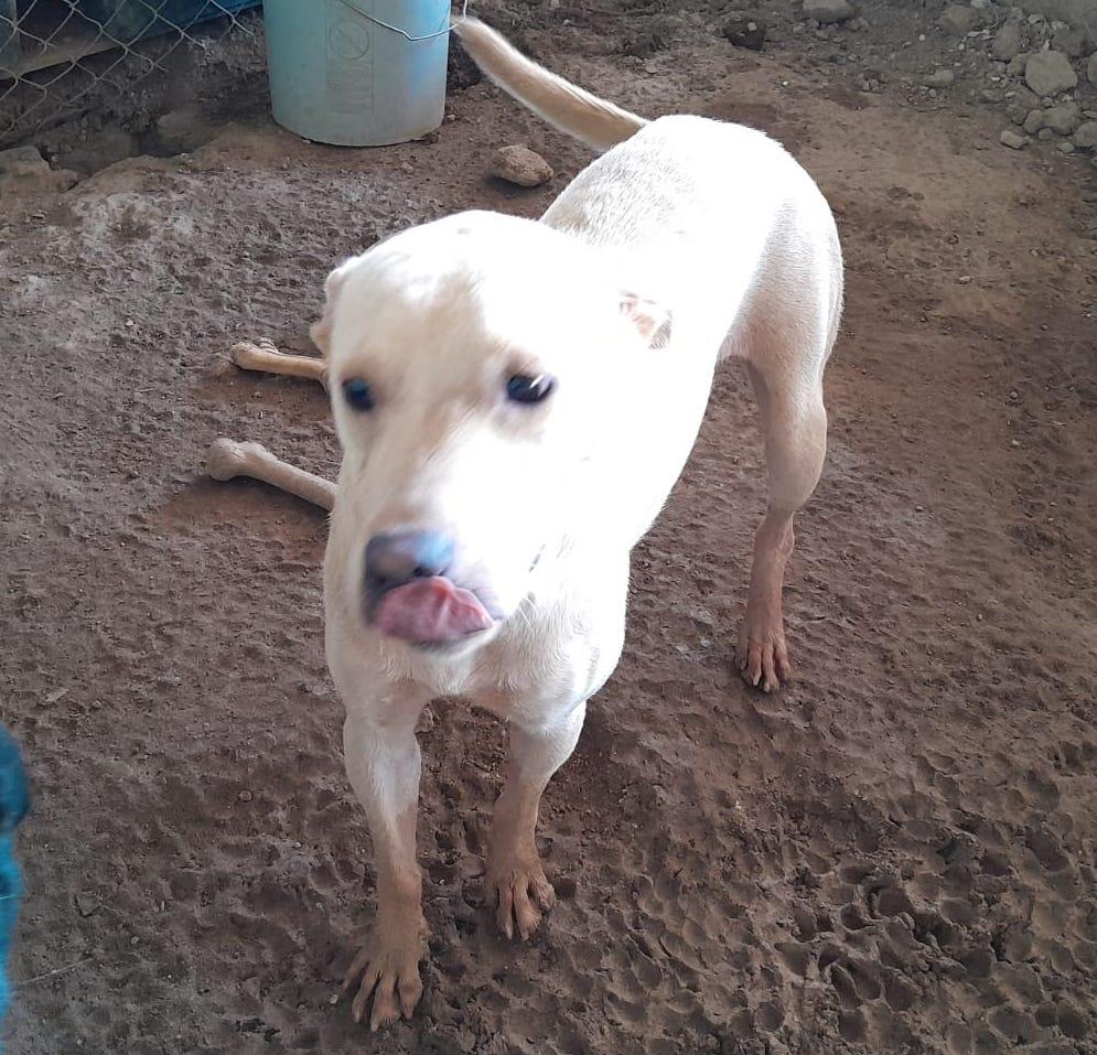 Beth, an adoptable Labrador Retriever in Mexicali, BCN, 21280 | Photo Image 3