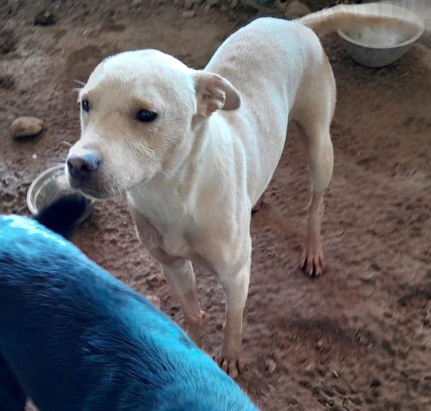 Beth, an adoptable Labrador Retriever in Mexicali, BCN, 21280 | Photo Image 2