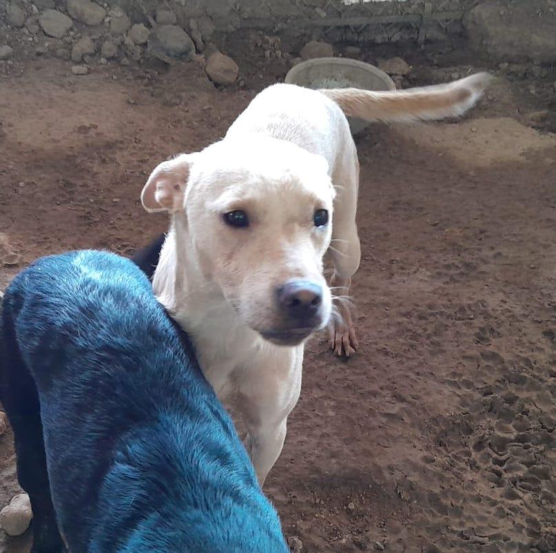 Beth, Adult Female Labrador Retriever