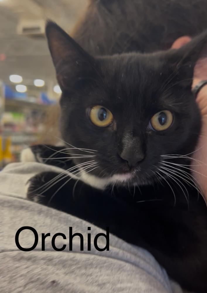 Orchid, Adoptable, Kitten Female Domestic Medium Hair.