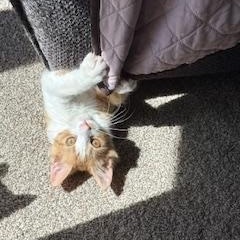 Ron