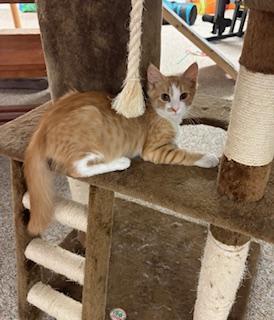Ron
