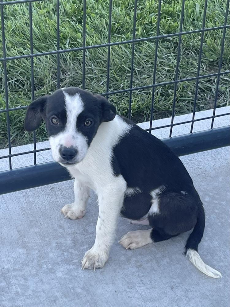 Enlarge Fighter, a Adopted mixed breed in Bolivar, MO image 1/3