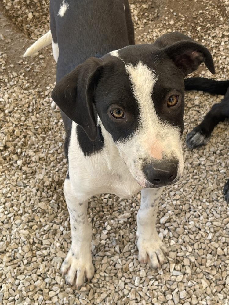 Enlarge Fighter, a Adopted mixed breed in Bolivar, MO image 2/3