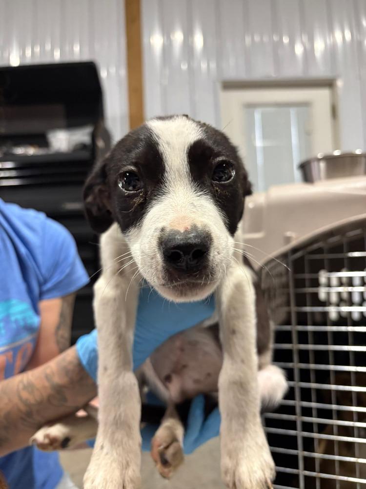 Enlarge Fighter, a Adopted mixed breed in Bolivar, MO image 3/3
