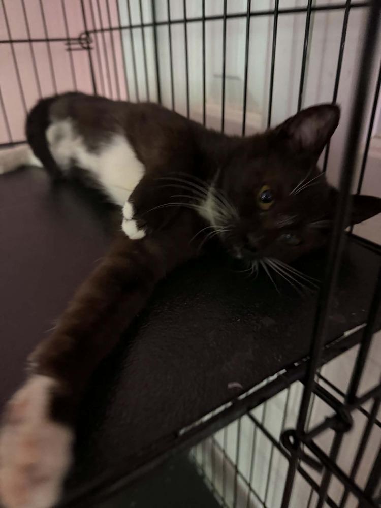 Sailor, a Adoptable Domestic Short Hair in Deltona, FL image 1/3