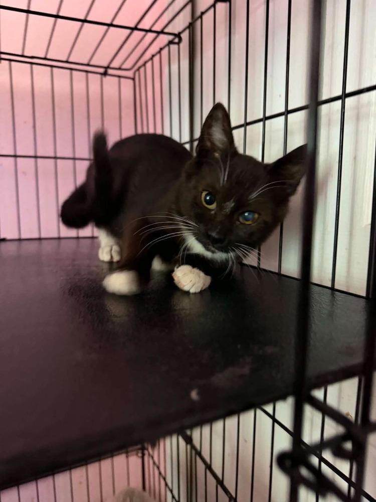 Sailor, a Adoptable Domestic Short Hair in Deltona, FL image 3/3