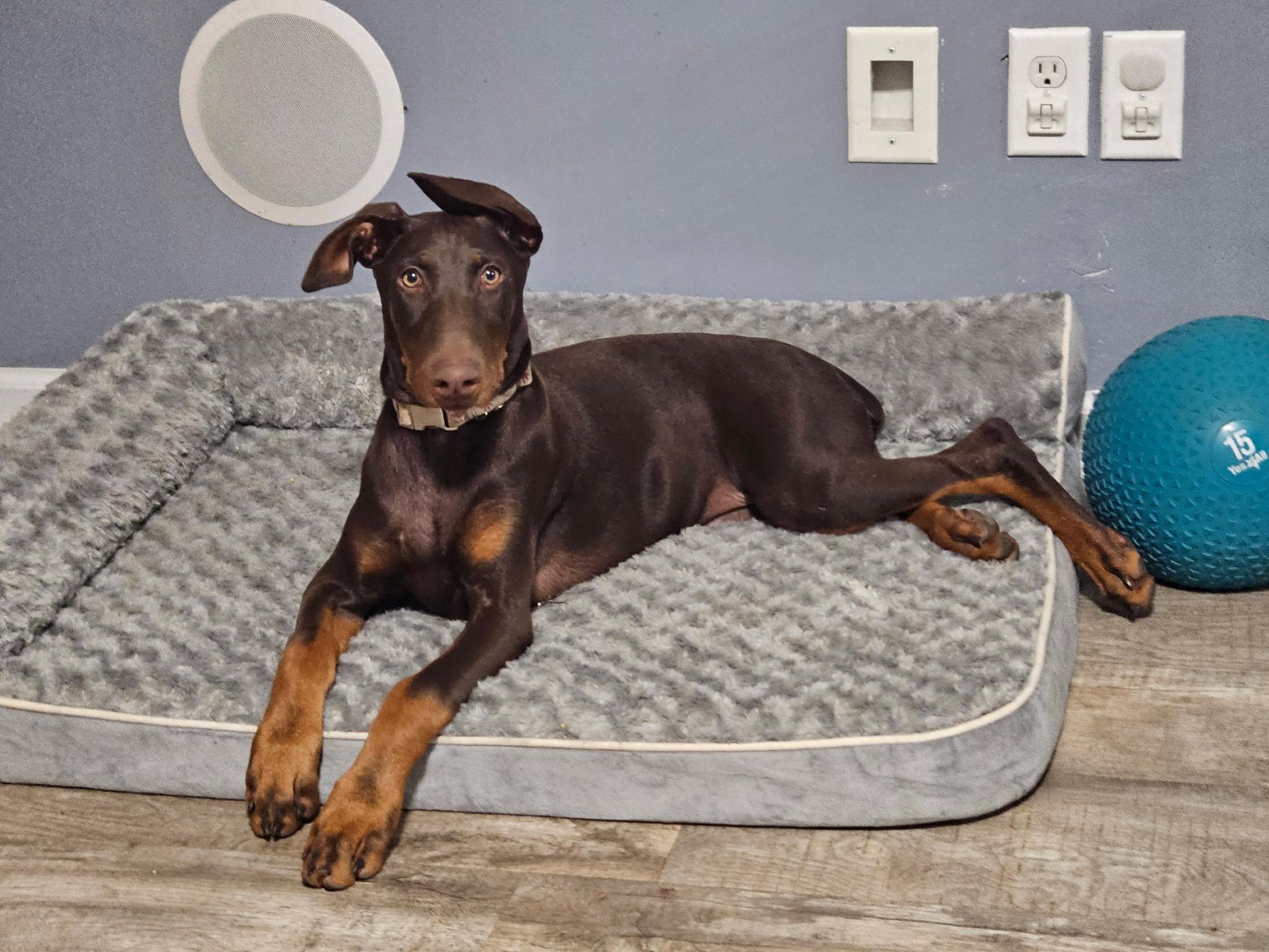 Enlarge Maggie, a Adoptable Doberman Pinscher in Nashville, TN image 1/3