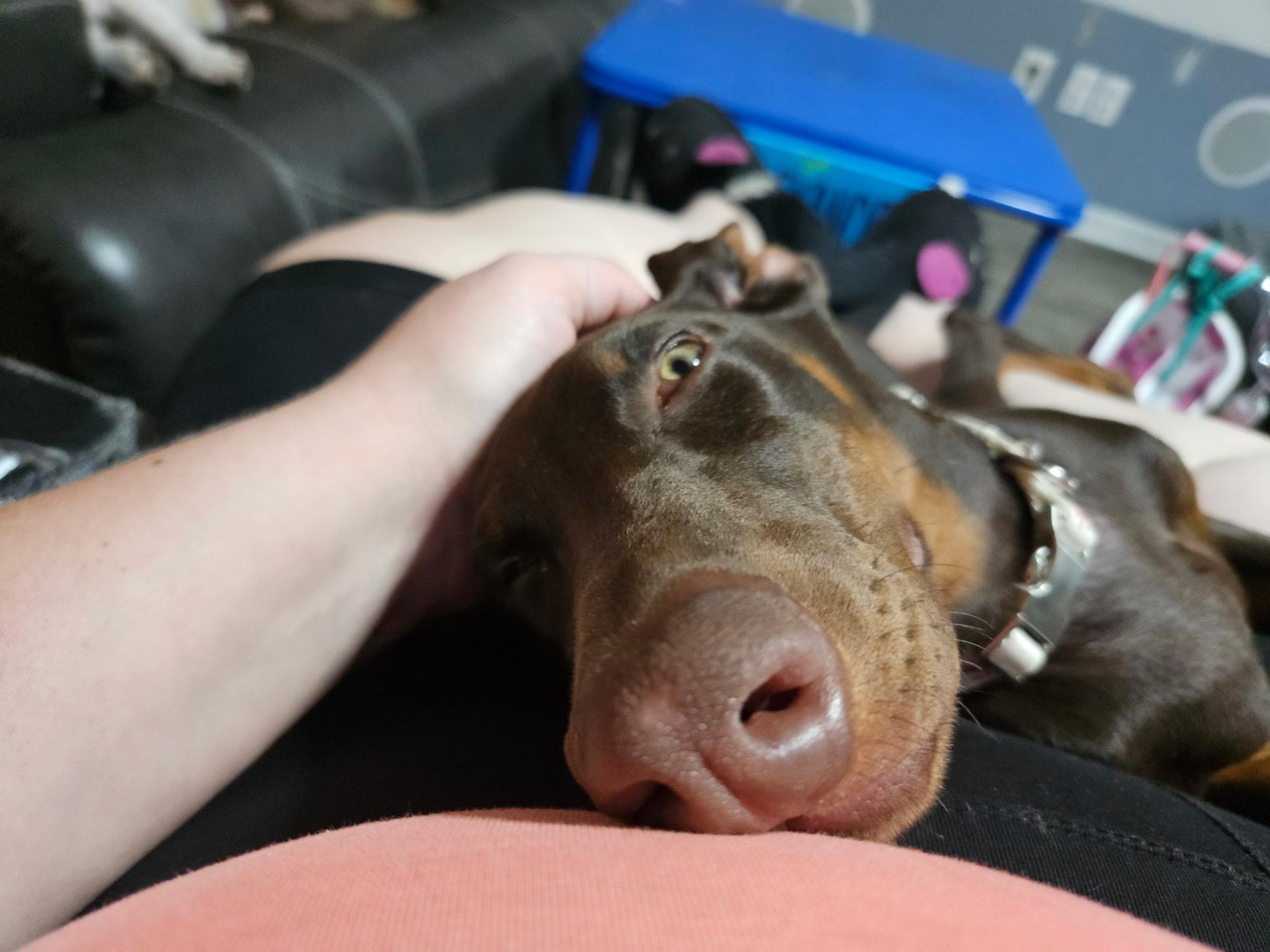 Enlarge Maggie, a Adoptable Doberman Pinscher in Nashville, TN image 2/3