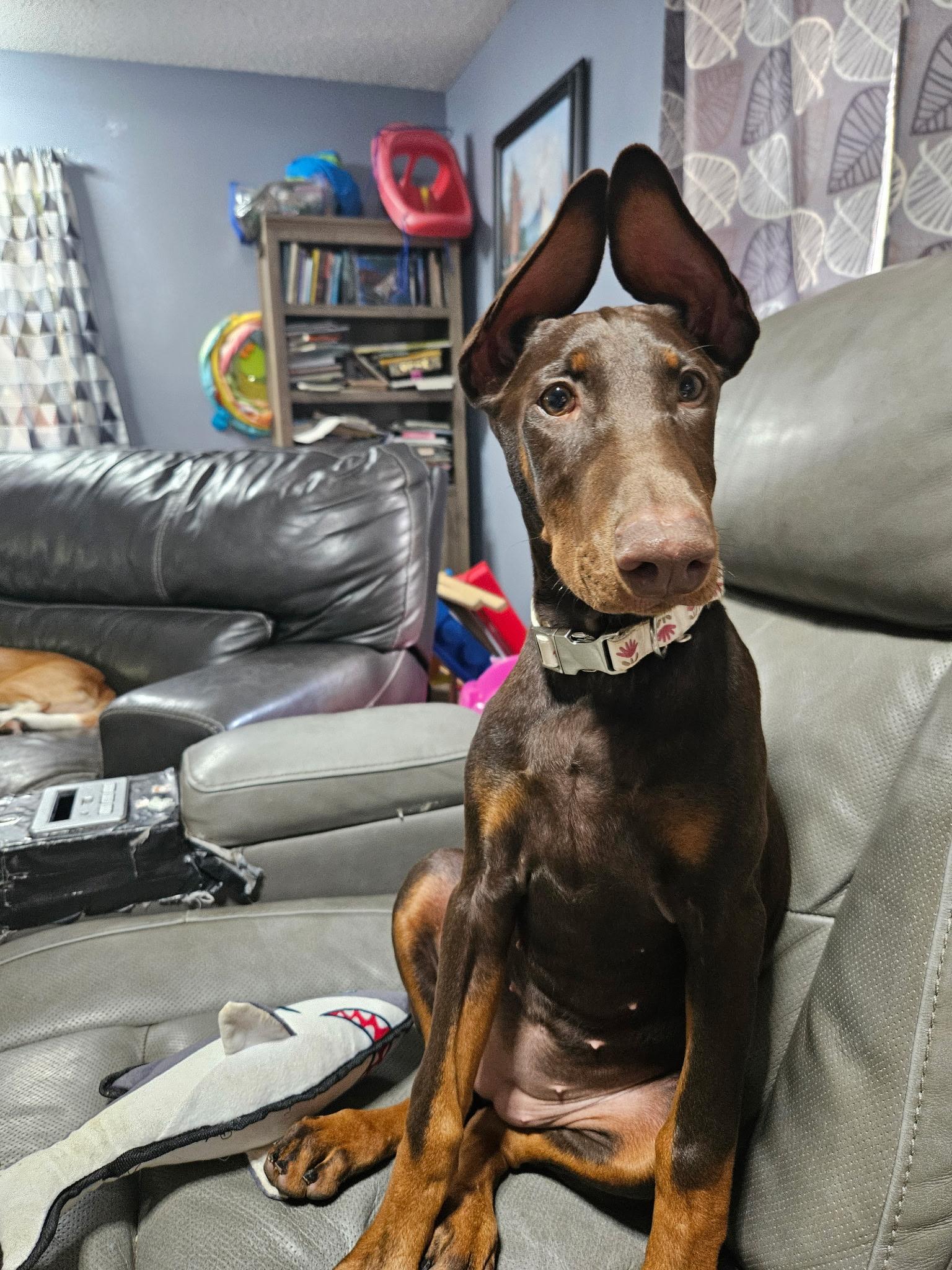 Enlarge Maggie, a Adoptable Doberman Pinscher in Nashville, TN image 3/3