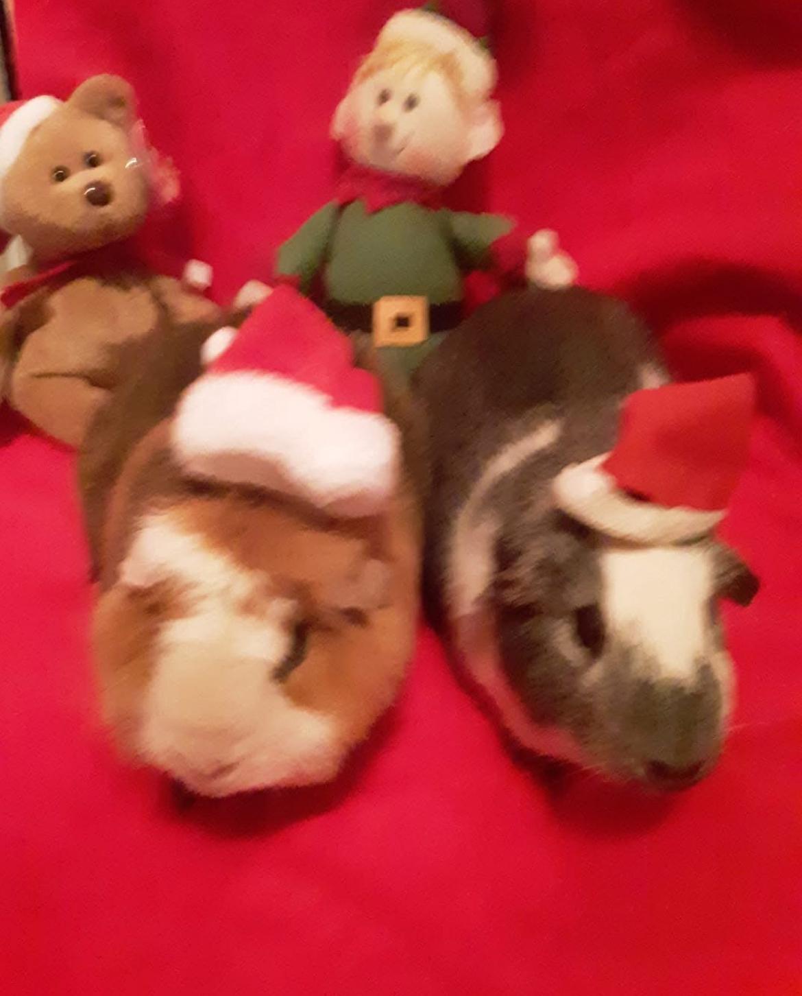 Nellie and Mattie, adopted, Adult Female Guinea Pig.