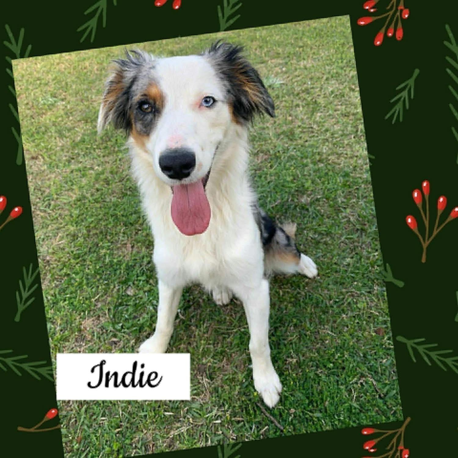 Indie, ADOPTABLE, Young Female Aussiedoodle.