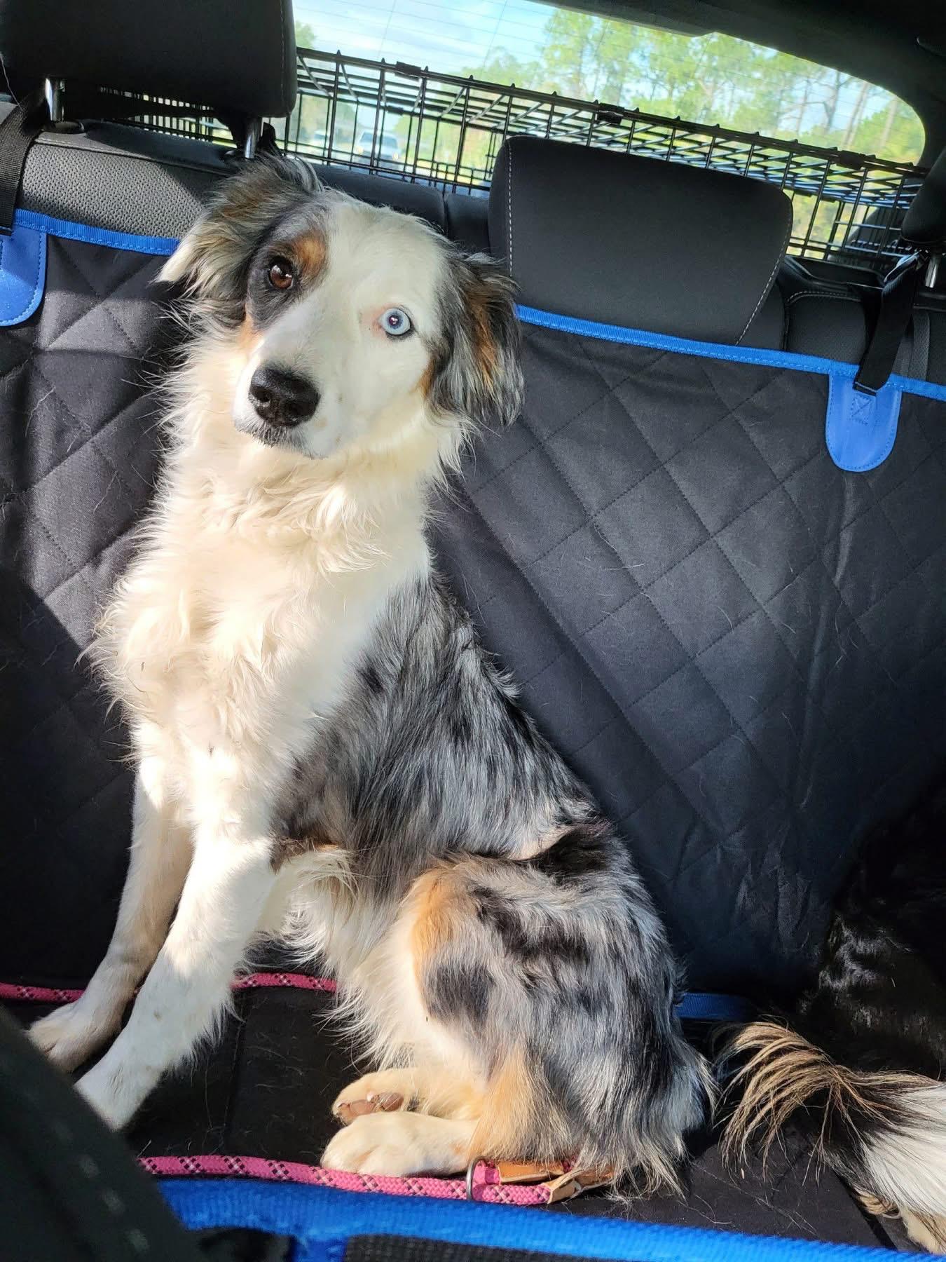 Enlarge Indie, a ADOPTABLE Aussiedoodle in New Smyrna Beach, FL image 2/2