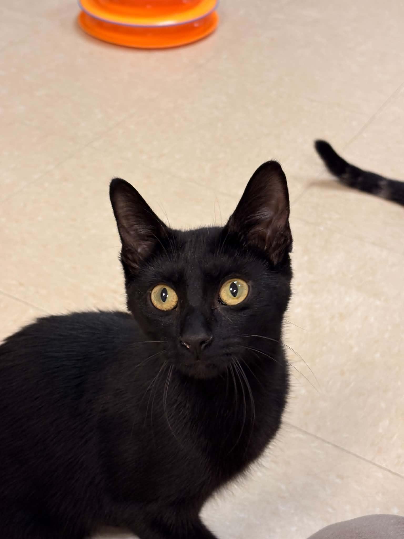 Enlarge Parsnip, a Adoptable Domestic Short Hair in Paris, ME image 3/4