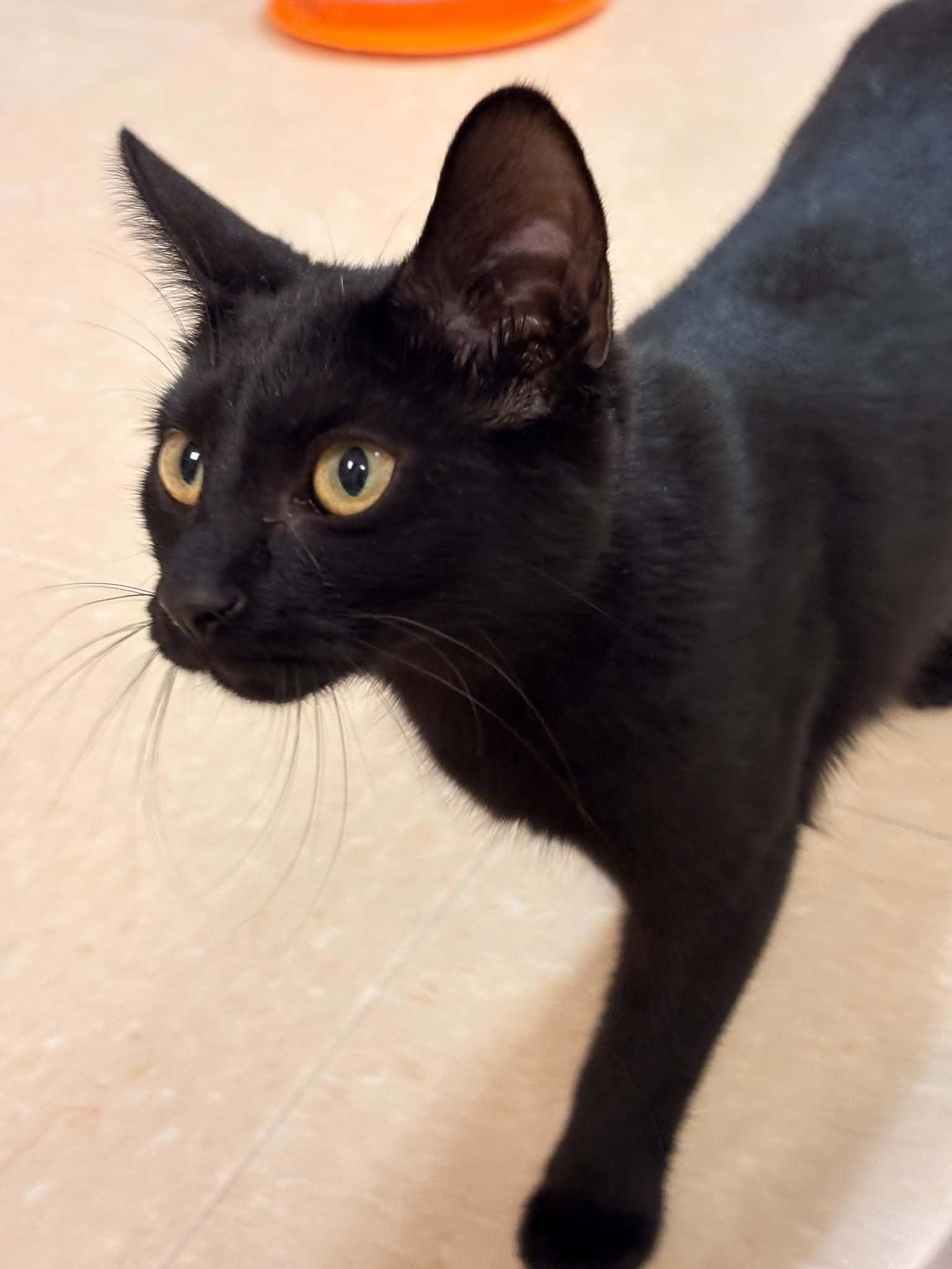Enlarge Parsnip, a Adoptable Domestic Short Hair in Paris, ME image 2/4