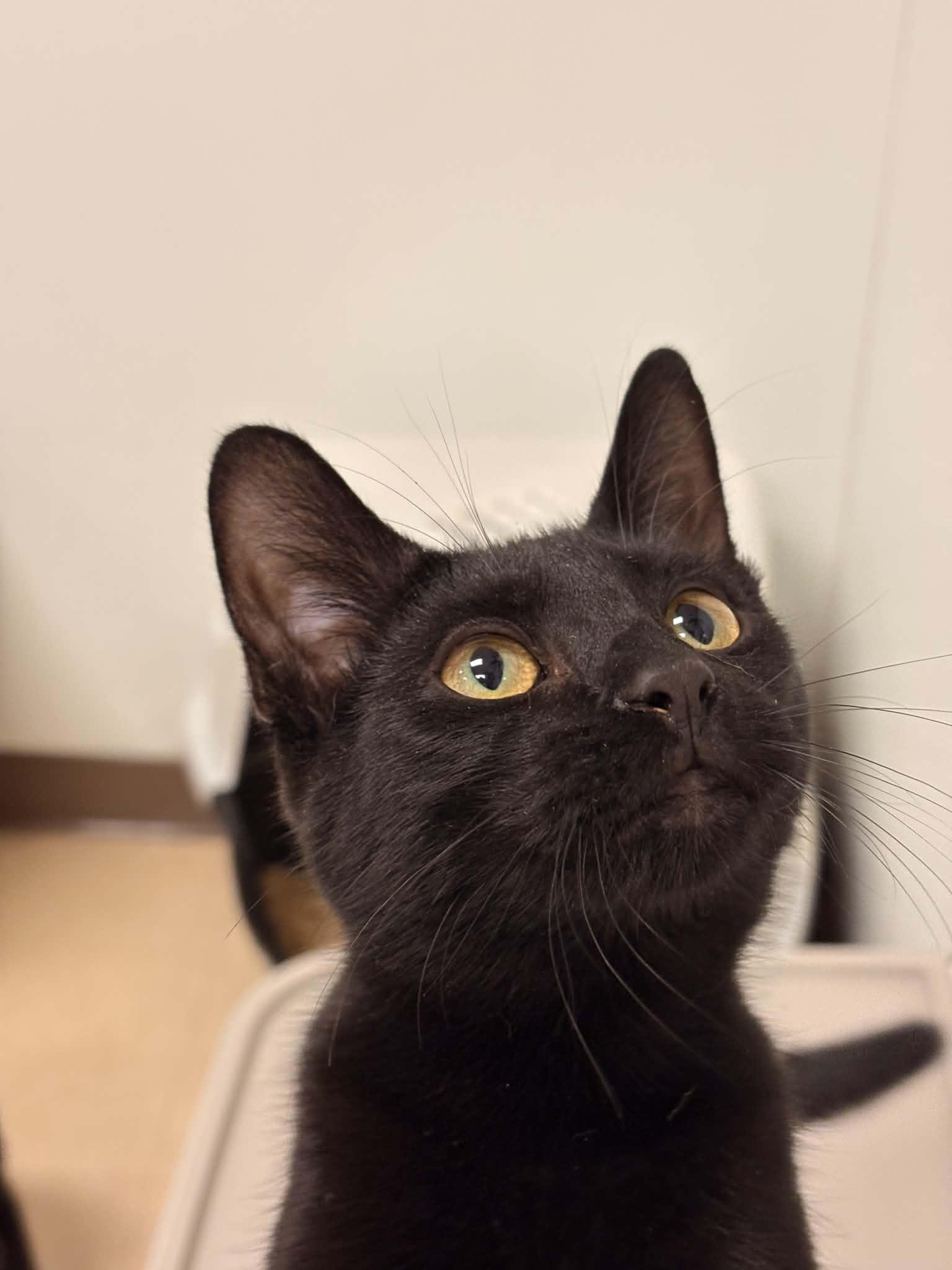 Enlarge Parsnip, a Adoptable Domestic Short Hair in Paris, ME image 1/4